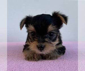 Yorkshire Terrier Puppy for sale in FREDONIA, PA, USA