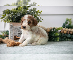 Small #1 Poodle (Miniature)