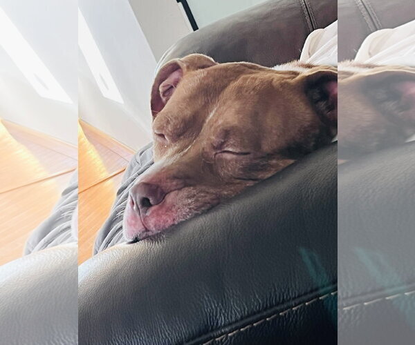 Medium Photo #23 Staffordshire Bull Terrier-Unknown Mix Puppy For Sale in Princeton, MN, USA