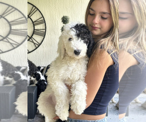 Medium Sheepadoodle