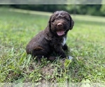 Small Photo #4 Lagotto Romagnolo Puppy For Sale in MUSCLE SHOALS, AL, USA