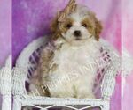 Puppy Snickerdoodle Maltipoo (Toy)