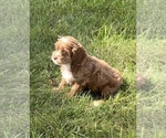 Small #1 Cockapoo