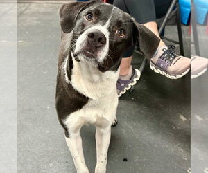 Ranger - Male Pointer-Unknown Mix Dog for Adoption - Photo #2