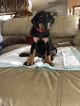 Small Photo #11 Doberman Pinscher Puppy For Sale in COLLEGE HEIGHTS DURANGO, CO, USA