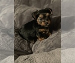 Small Photo #7 Yorkshire Terrier Puppy For Sale in MIAMI, FL, USA