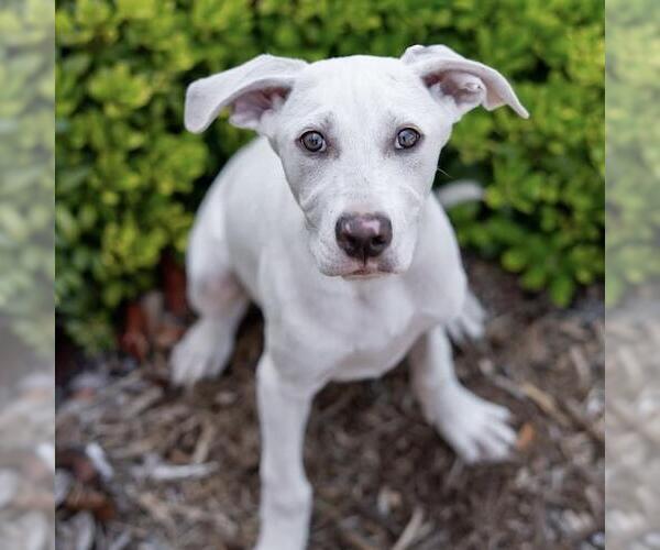 Medium Photo #9 Labrador Retriever-Unknown Mix Puppy For Sale in San Diego, CA, USA