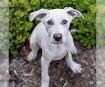 Small #8 Labrador Retriever Mix