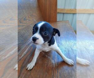 Chihuahua-Fox Terrier (Smooth) Mix Puppy for sale in GENEVA, IN, USA