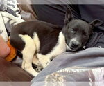 Small #2 Labrador Retriever Mix
