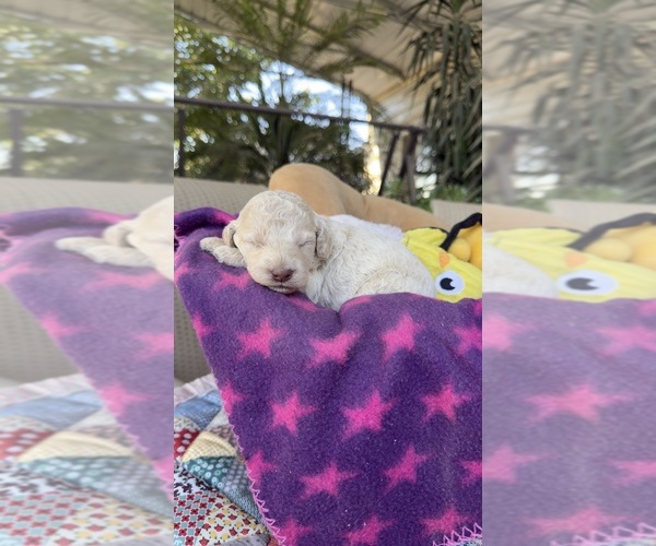Medium Photo #4 Labradoodle Puppy For Sale in FRESNO, CA, USA