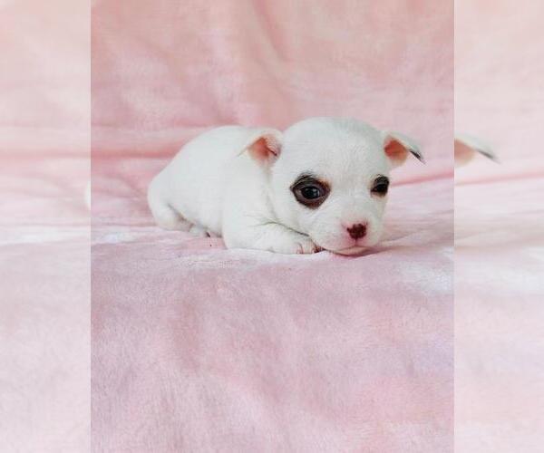 Medium Photo #21 Chihuahua Puppy For Sale in BOSTON, MA, USA