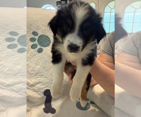 Medium Photo #3 Australian Shepherd Puppy For Sale in WEBSTER, FL, USA