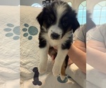 Small #2 Australian Shepherd