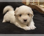 Puppy Melvin Coton de Tulear