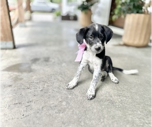 Australian Shepherd-Saint Bernard Mix Puppy for sale in JEFFERSONVILLE, IN, USA