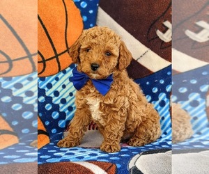 Cockapoo-Poodle (Miniature) Mix Puppy for sale in NEW HOLLAND, PA, USA