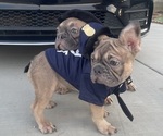Small #14 French Bulldog