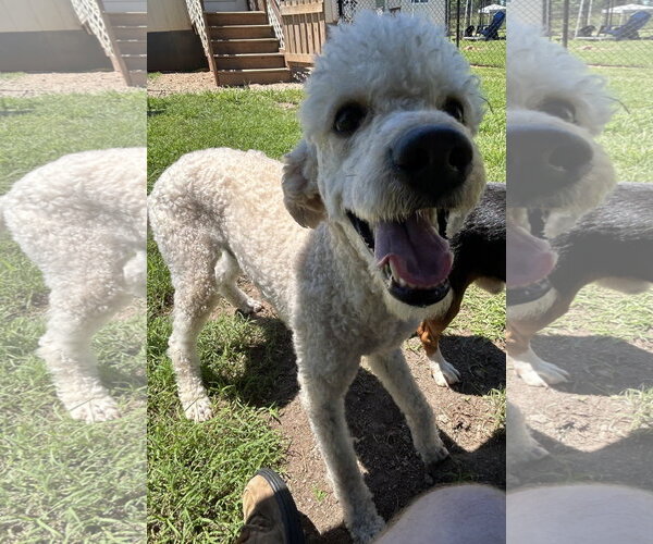 Medium Photo #6 Poodle (Standard) Puppy For Sale in Pacolet, SC, USA
