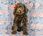 Small Photo #4 Labradoodle Puppy For Sale in KINZERS, PA, USA