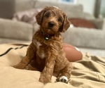 Puppy Lambo Goldendoodle (Miniature)
