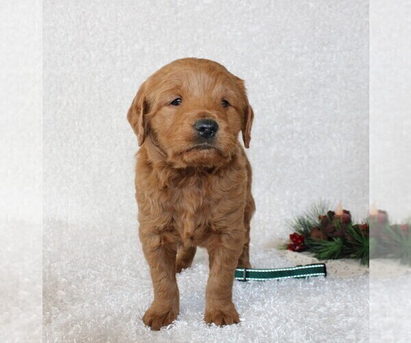Medium Photo #2 Goldendoodle Puppy For Sale in STANLEY, WI, USA
