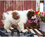 Small Photo #3 Cockapoo Puppy For Sale in WAKARUSA, IN, USA