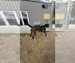 Small #1 Labrador Retriever Mix