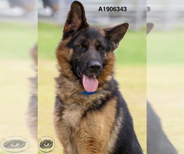Medium Photo #1 German Shepherd Dog Puppy For Sale in Riverside, CA, USA