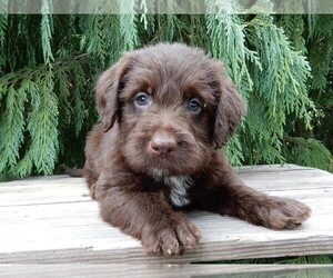 Labradoodle Puppy for sale in MILLERSBURG, OH, USA