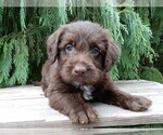 Small Labradoodle