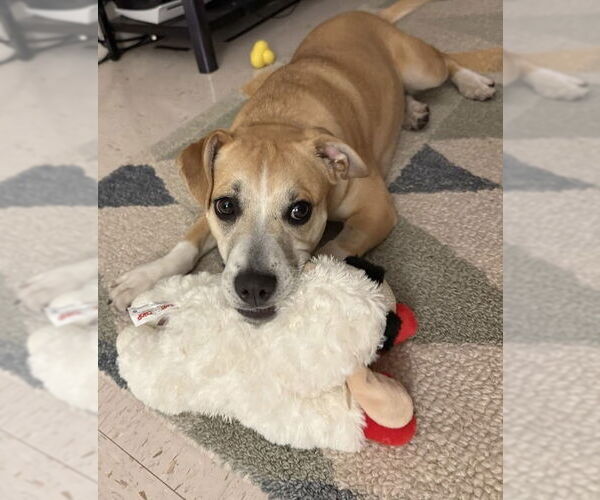 Medium Photo #3 Mutt Puppy For Sale in Elmsford, NY, USA