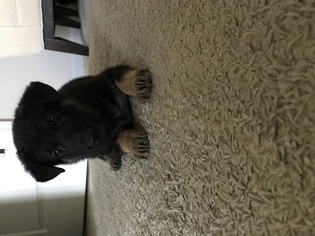German Shepherd Dog Puppy for sale in CHESTERTON, IN, USA