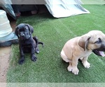 Small #3 Cane Corso