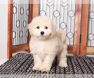 Bichpoo Puppy for Sale in NAPLES, Florida USA