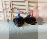 Small Photo #22 Rottweiler Puppy For Sale in NAPA, CA, USA