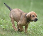 Small #6 Retriever  Mix