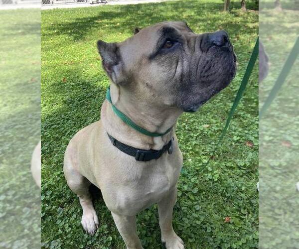 Medium Photo #3 Mutt Puppy For Sale in Belleville, MI, USA