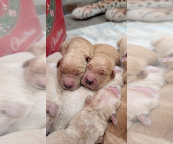 Medium Photo #6 Golden Retriever Puppy For Sale in ELVERTA, CA, USA