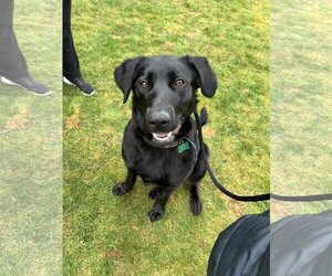 Labrador Retriever-Unknown Mix Dogs for adoption in Bellevue, WA, USA