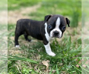 Boston Terrier Puppy for sale in WASHBURN, MO, USA