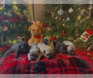 French Bulldog Puppy for Sale in NEW ROCHELLE, New York USA