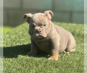 English Bulldog Puppy for Sale in LANCASTER, California USA