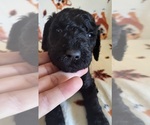 Small Photo #6 Goldendoodle Puppy For Sale in SCARBRO, WV, USA