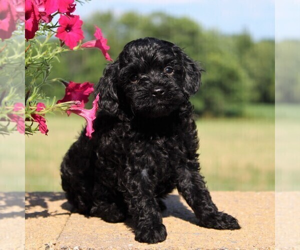 Medium Photo #4 Cockapoo-Poodle (Toy) Mix Puppy For Sale in PARADISE, PA, USA