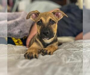 Labrador Retriever-Unknown Mix Dogs for adoption in The Woodlands, TX, USA