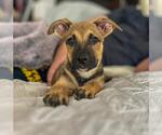 Small Labrador Retriever Mix