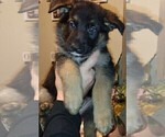 Small Photo #2 German Shepherd Dog Puppy For Sale in CRESWELL, OR, USA