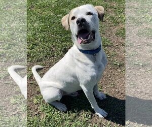 Great Pyrenees-Unknown Mix Dogs for adoption in Houston, TX, USA