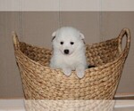 Small Photo #3 American Eskimo Dog Puppy For Sale in DALTON, OH, USA